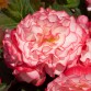 Begonia Tuberhybrida Nonstop "Rose Picotee" - во саксија Ø13